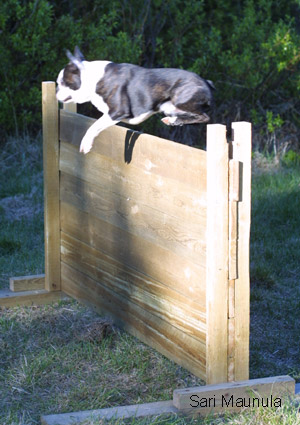 Miniblack's Up and Go hypp��