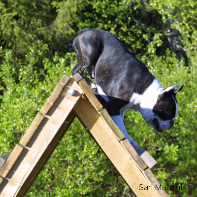 Miniblack's Up And Go