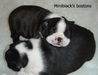 Miniblack's bostons