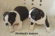 Miniblack's bostons