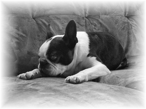 Pontus 15-vuotis juhlakuvassaan